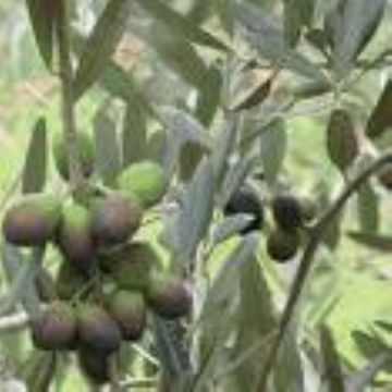 Olive Leaf Extract